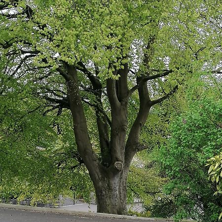 Апартаменты The Beeches Ньюри Экстерьер фото